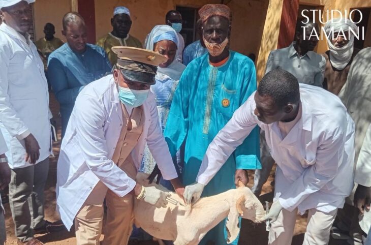 Lancement de la campagne de vaccination contre la peste des petits ruminants à Mopti