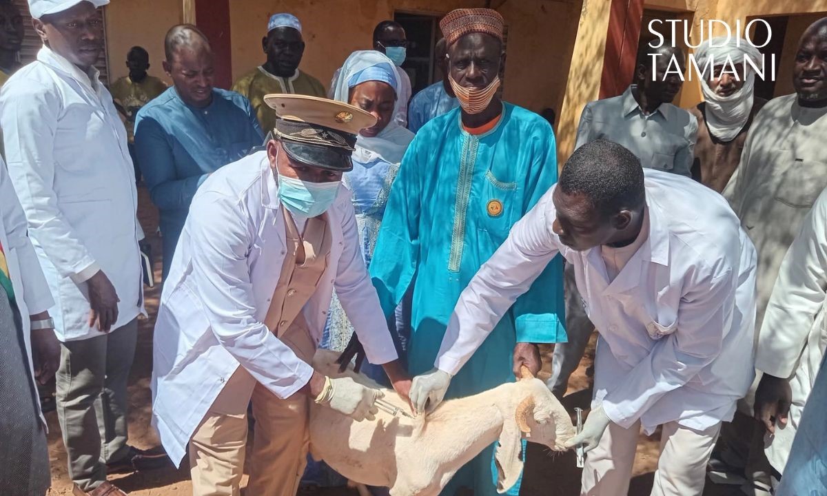 Lancement de la campagne de vaccination contre la peste des petits ruminants à Mopti