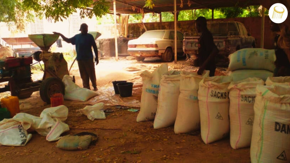 Koulikoro : baisse de la production céréalière lors de la campagne 2025-2026