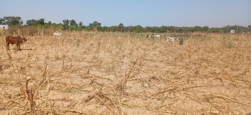 Les récoltes, moment de rafermissement des liens entre PDI et popualtion d&rsquo;accueil