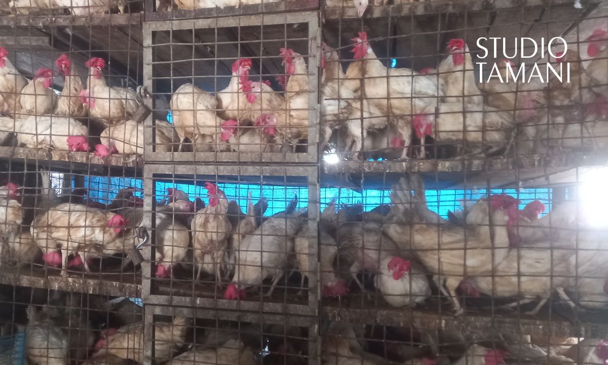 Fêtes de fin d’année : les marchés bien approvisionnés mais peu de clients