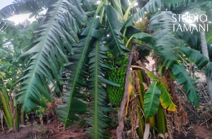 La culture de la banane plantain réussit à Bankass