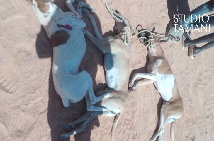 La chasse aux chiens errants à Bourem