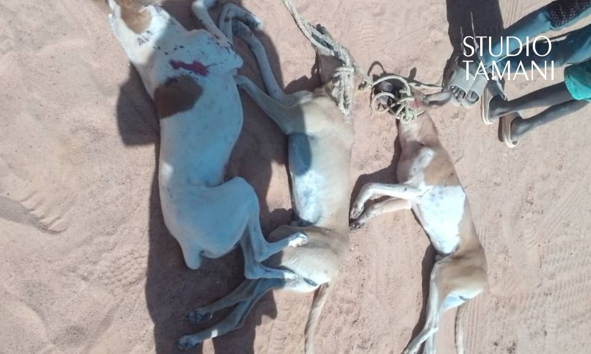 La chasse aux chiens errants à Bourem