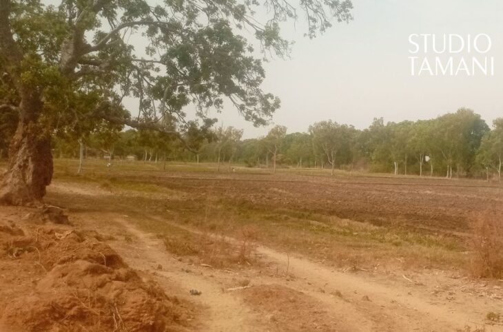 La production du riz en baisse à Macina