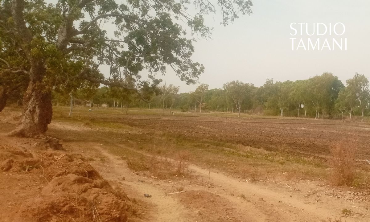 La production du riz en baisse à Macina