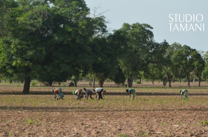 Bafoulabé : cinq périmètres maraîchers solaires bientôt aménagés