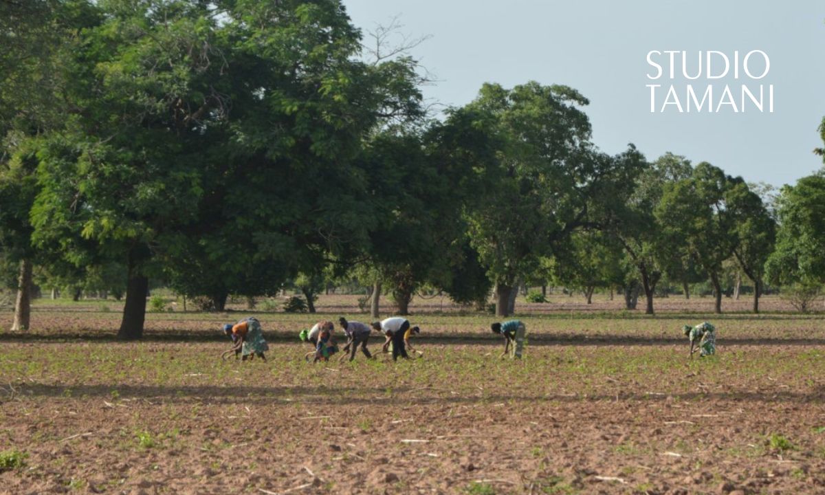 Bafoulabé : cinq périmètres maraîchers solaires bientôt aménagés