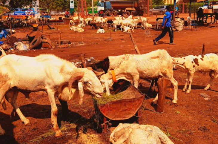 Filière bétail : vers la création de trois nouveaux parcs en périphérie de Bamako