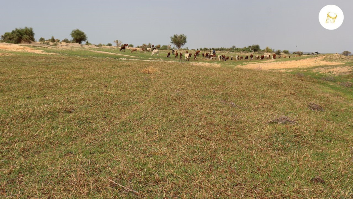 Animaux sauvages et aquatiques : victimes silencieuses du dérèglement climatique