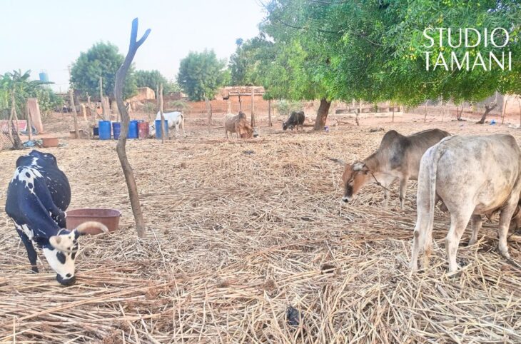 Bankass : les producteurs appelés à se tourner vers l'engrais organique