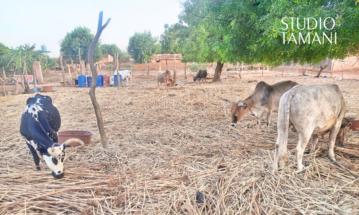 Bankass : les producteurs appelés à se tourner vers l&rsquo;engrais organique