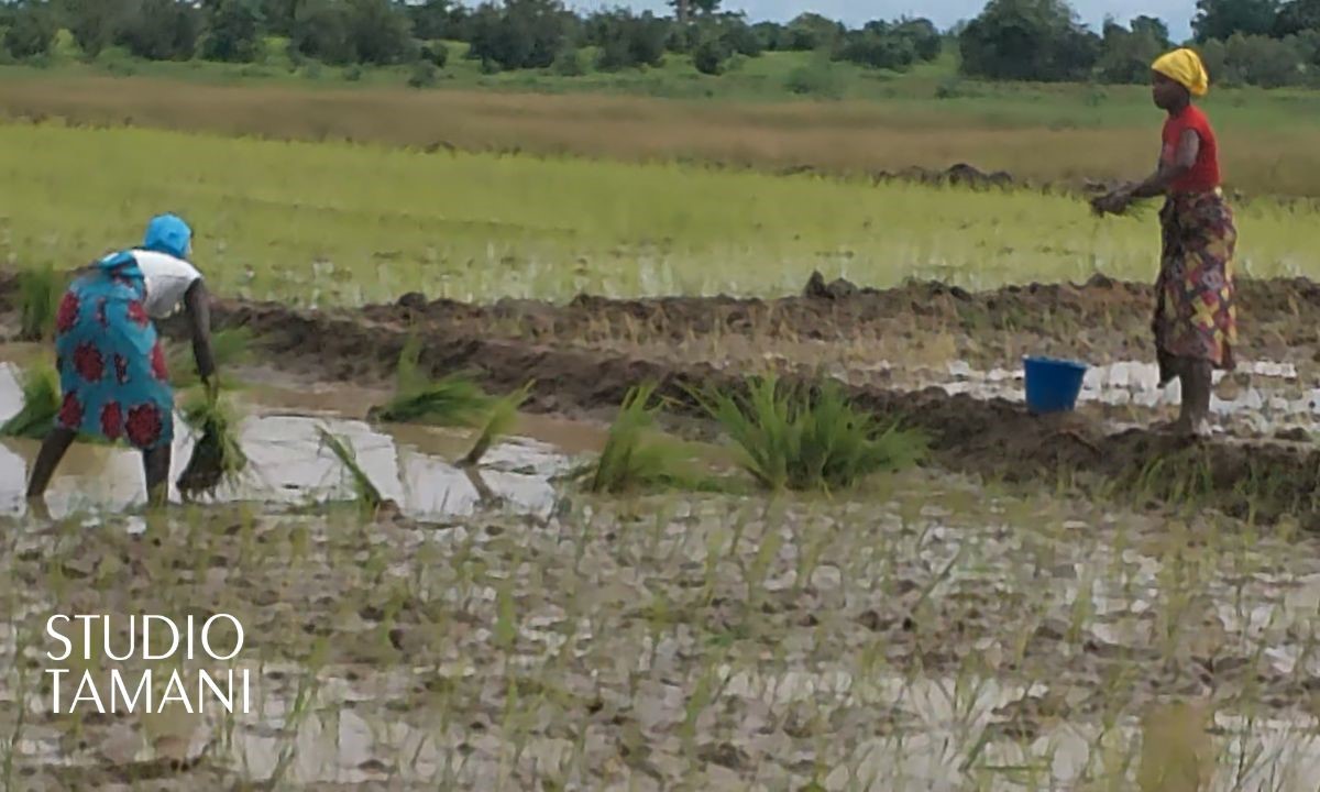 Bafoulabé : sous le soleil et le jeûne, les femmes relancent la bataille du riz à Djadjéfara