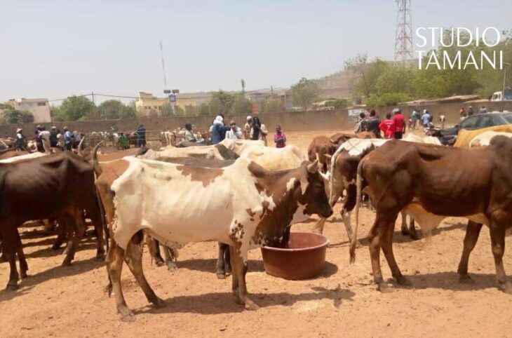 Vente promotionnelle de bœufs à Bamako : des prix jugés élevés par les clients