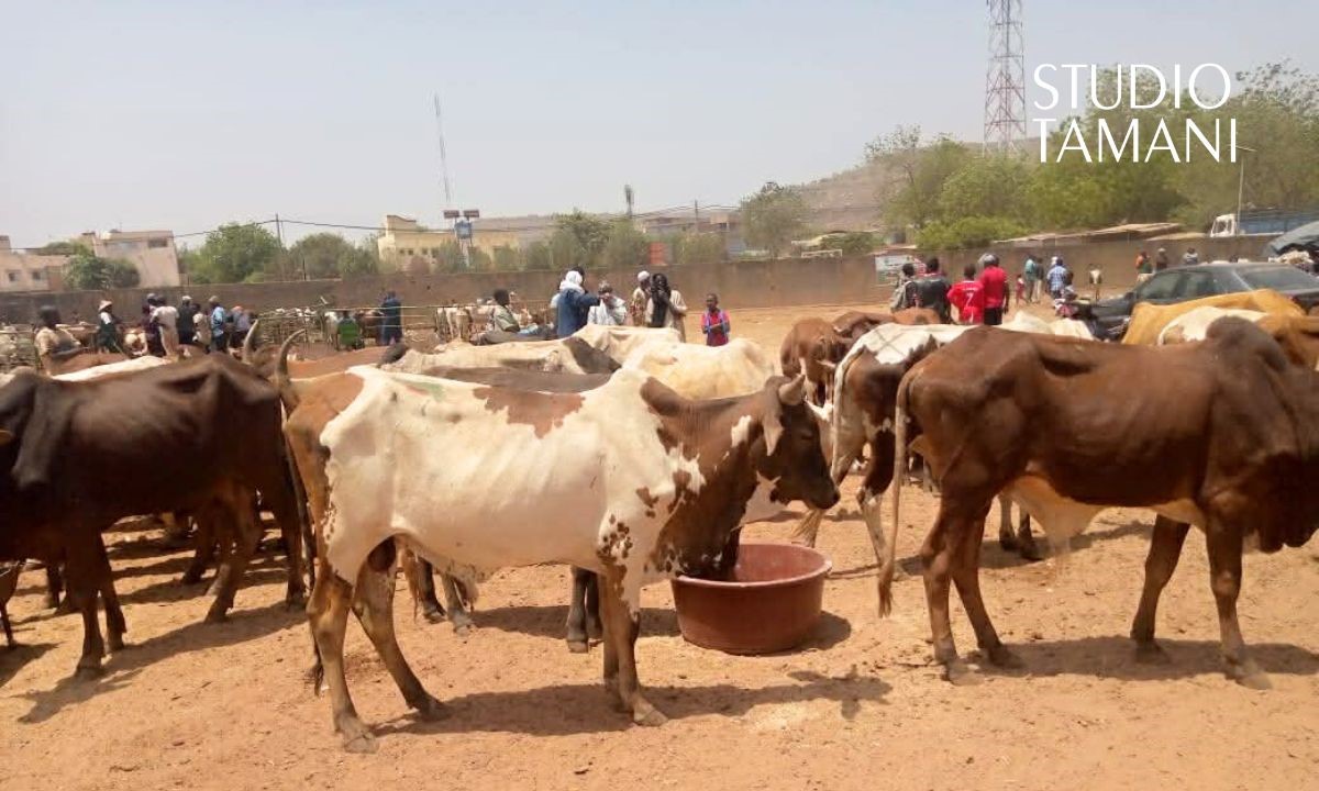 Vente promotionnelle de bœufs à Bamako : des prix jugés élevés par les clients