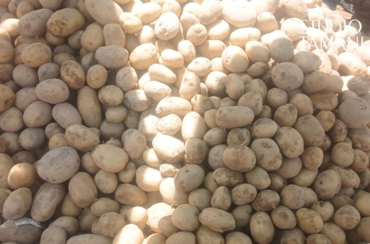 Pomme de terre : quand l'abondance fait le prix à Ségou