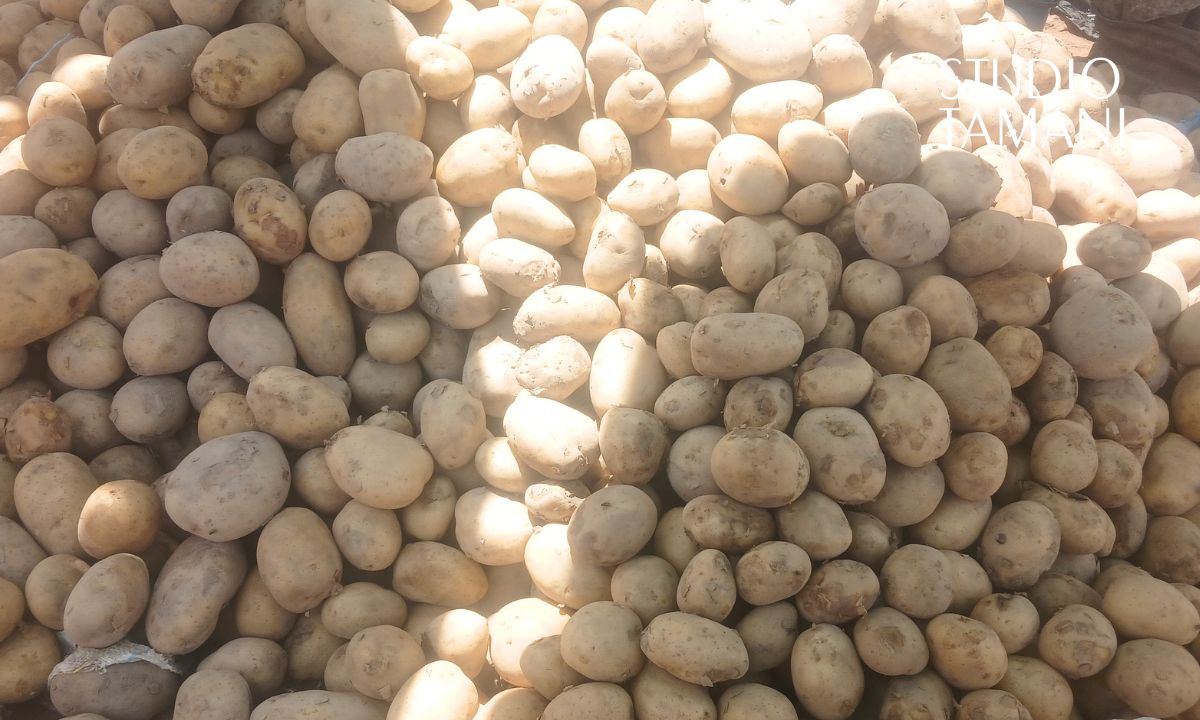 Pomme de terre : quand l&rsquo;abondance fait le prix à Ségou