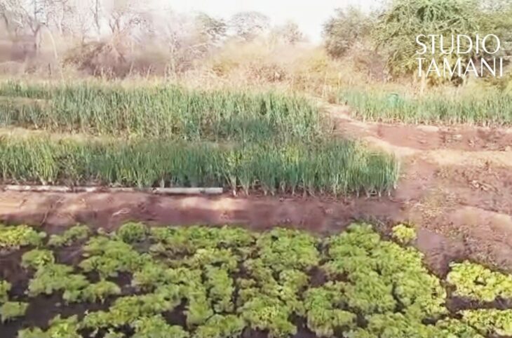 Bafoulabé : le jardinage confronté à la flambée du carburant