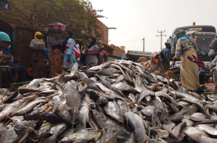 Poisson : abondance à Gao et pénurie à Mopti
