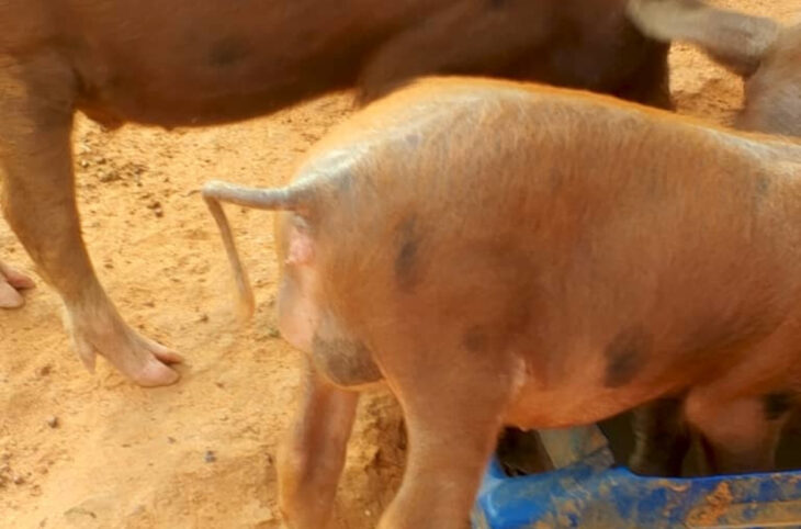 Bankass : un cas rare d’hermaphrodisme observé chez un porc