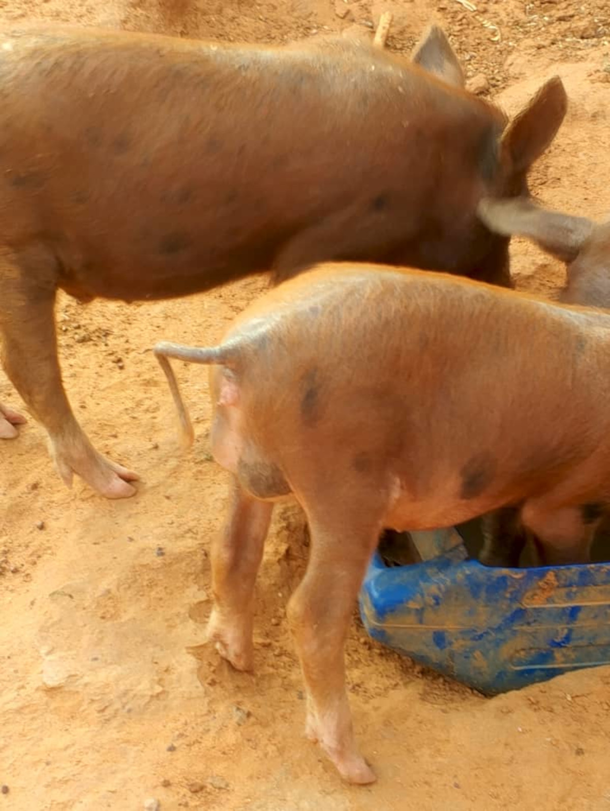 Bankass : un cas rare d’hermaphrodisme observé chez un porc