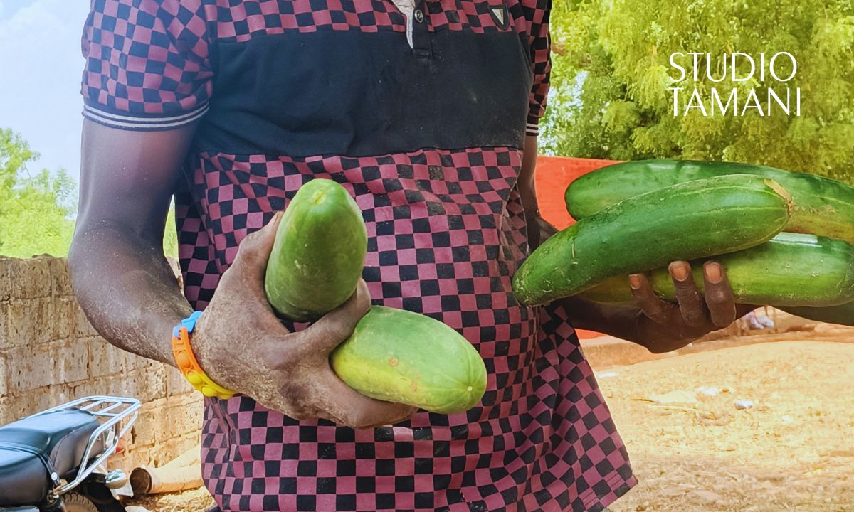 Bafoulabé : les jeunes misent sur l’agro-sylvopastoral comme alternative à l’émigration