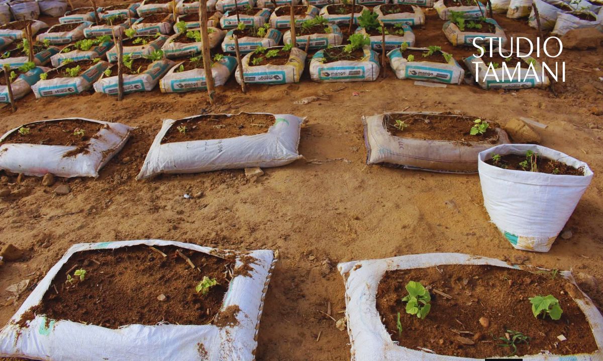 Gao : un projet d’agriculture hors-sol pour renforcer la résilience des jeunes