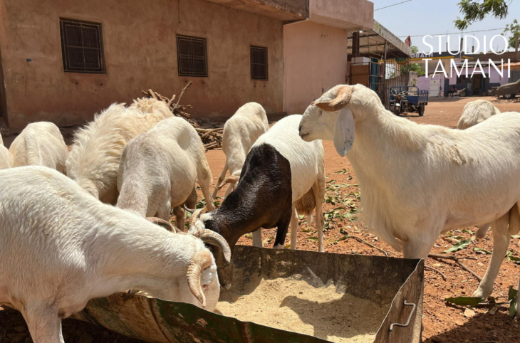 Tabaski : quand le mouton vient désormais à la porte des Bamakois