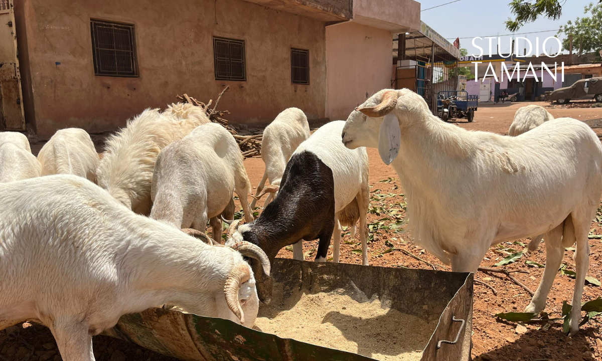 Tabaski : quand le mouton vient désormais à la porte des Bamakois