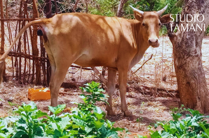 Bafoulabé : colère des maraîchers face à la divagation des animaux