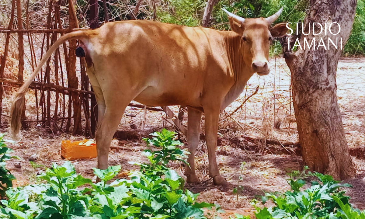 Bafoulabé : colère des maraîchers face à la divagation des animaux