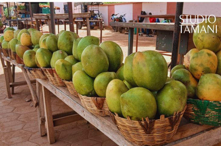 Koulikoro : la récolte de mangues en baisse cette année