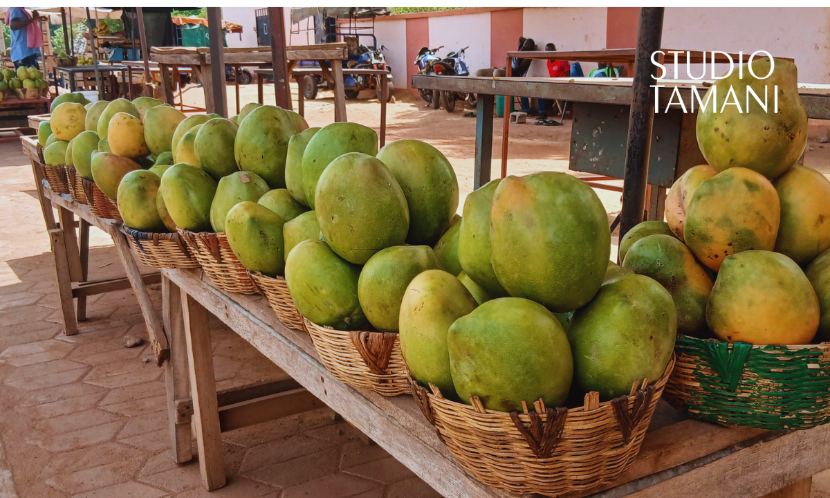 Koulikoro : la récolte de mangues en baisse cette année