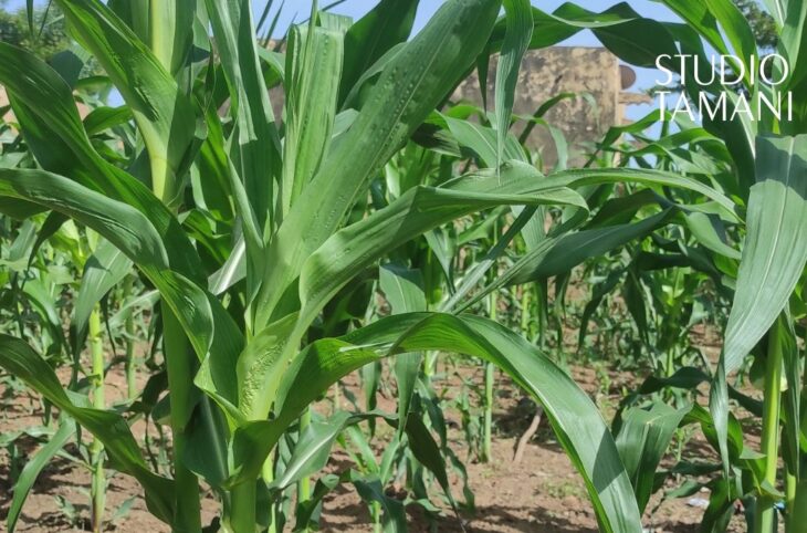 Kita : une campagne agricole freinée par le manque de pluie et d'intrants