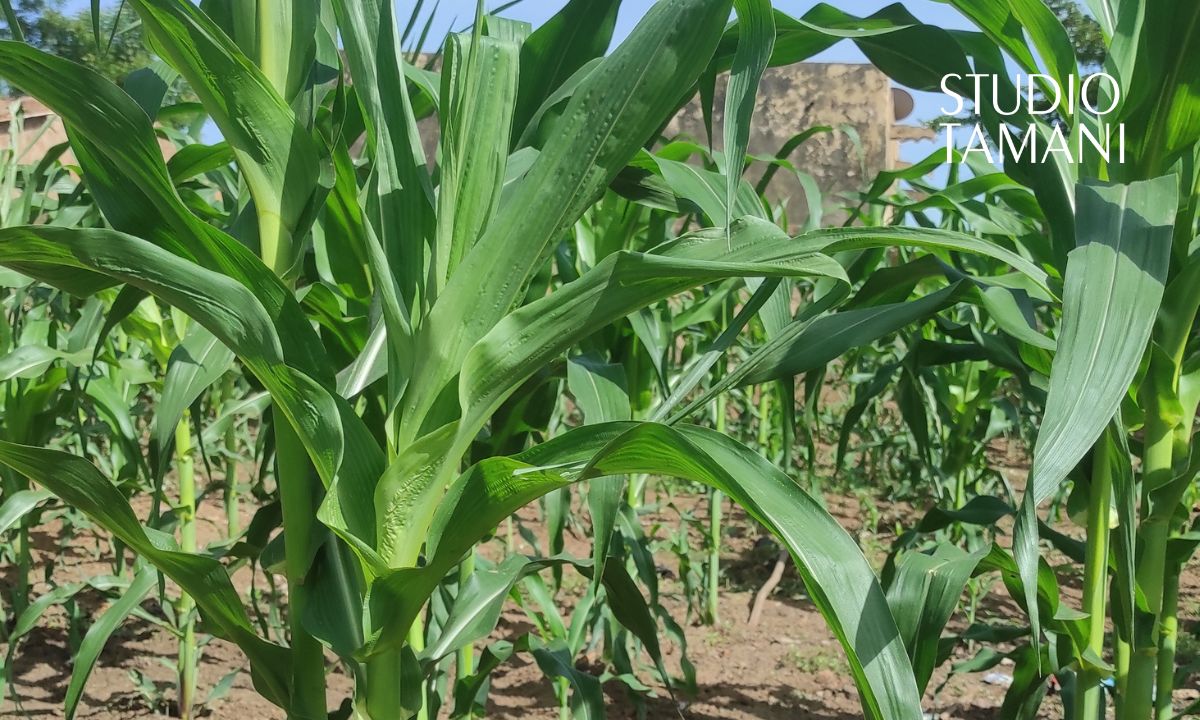 Kita : une campagne agricole freinée par le manque de pluie et d’intrants