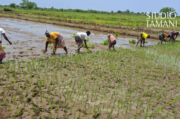 Mali : l'accès des femmes aux terres agricoles reste un défi