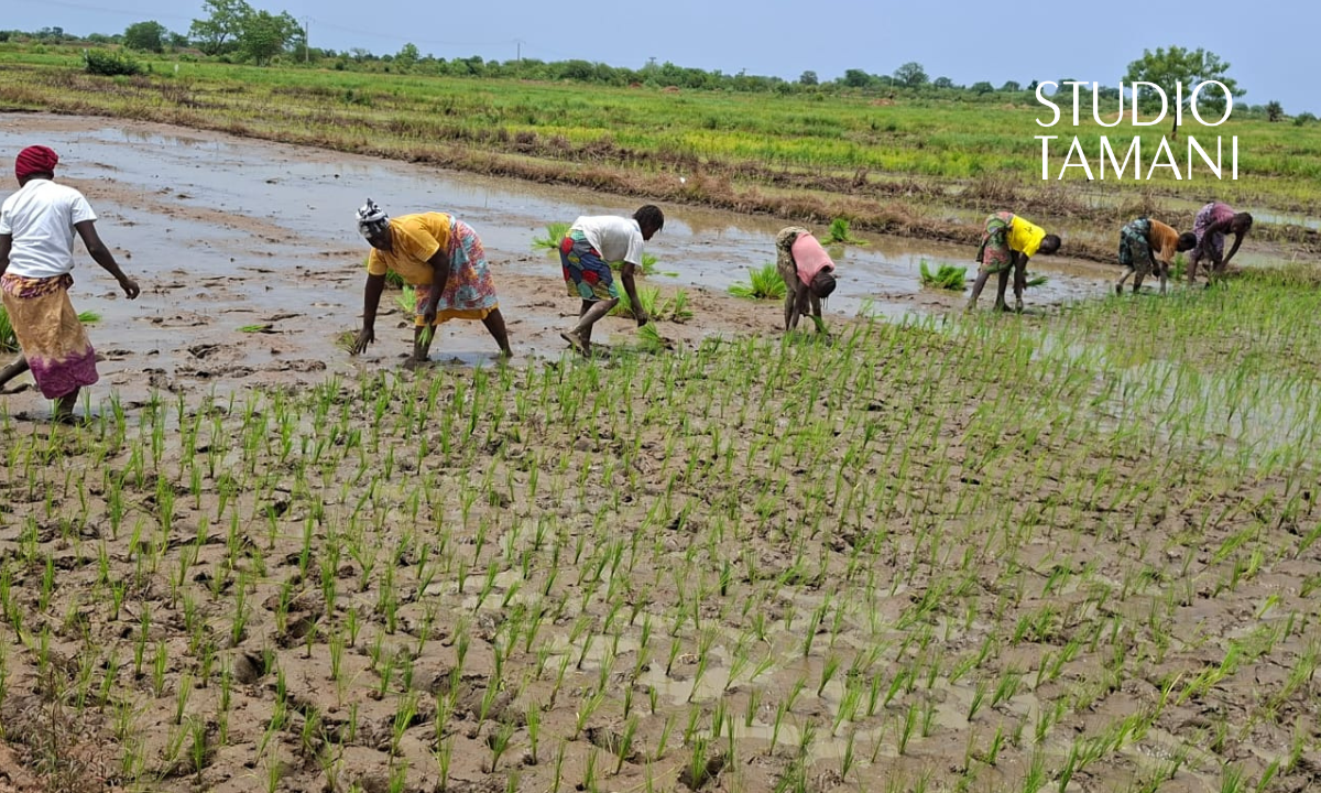 Campagne agricole : des pluies jusqu’en octobre, les spécialistes recommandent aux producteurs une adaptation