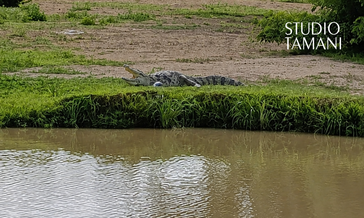 Des crocodiles sèment l’inquiétude à Yorosso