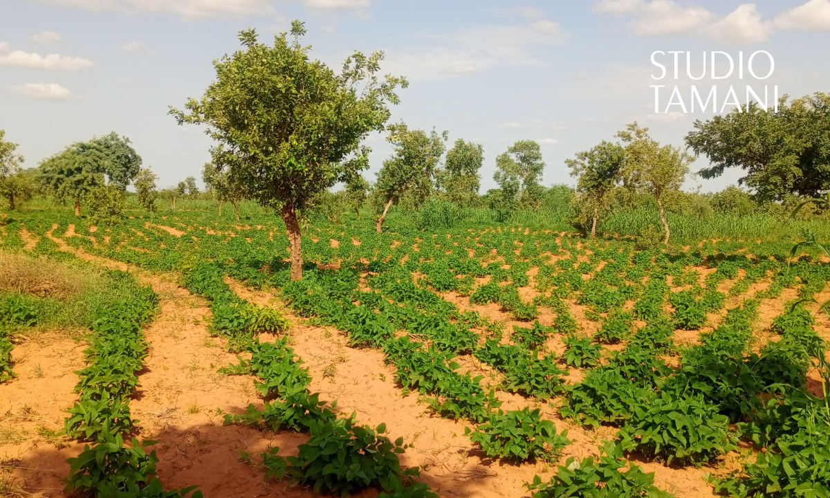 À Bankass, les champs de haricots offrent de bonnes perspectives