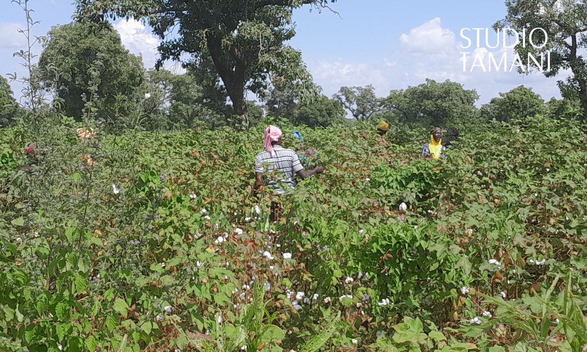 Retard des pluies et manque d’intrants perturbent la campagne cotonnière au Mali