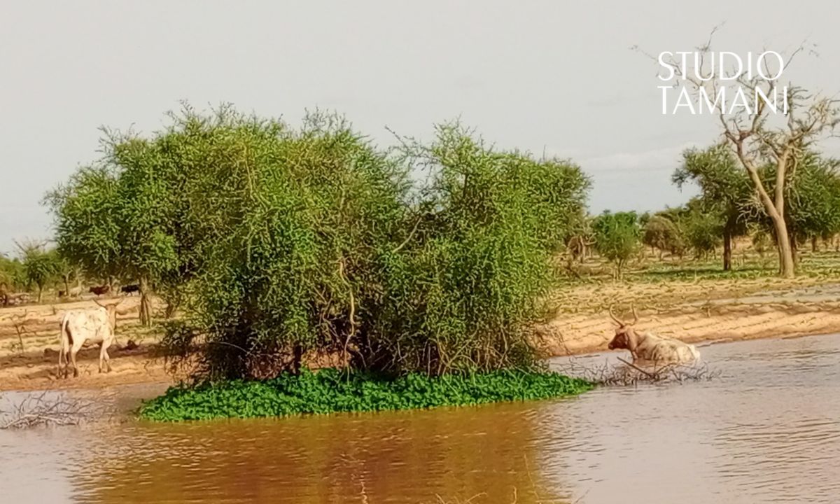 Mali : quand le dérèglement climatique liquide « l’assurance-vie » des éleveurs