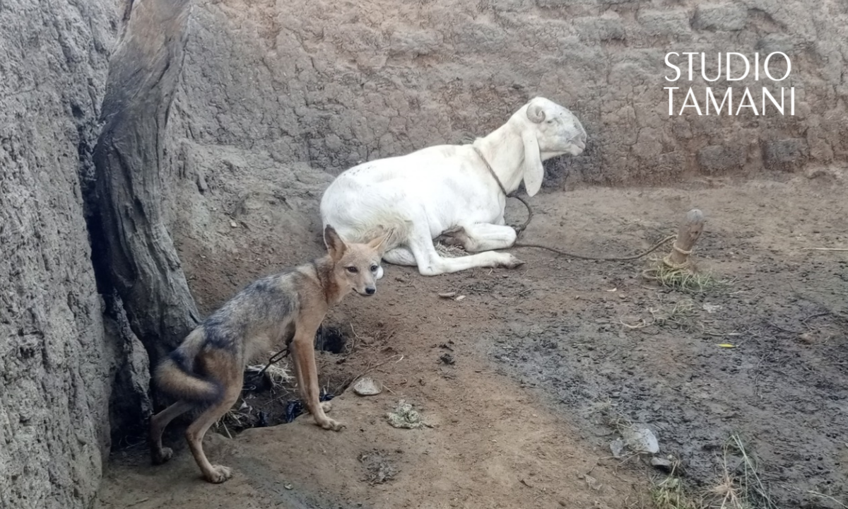 Un chacal et un bélier, compagnons de vie à Dialasagou non loin de Bankass