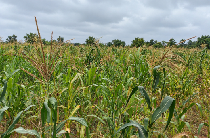 Campagne agricole : des pluies soulagent les producteurs au sud du Mali, l’inquiétude persiste au nord