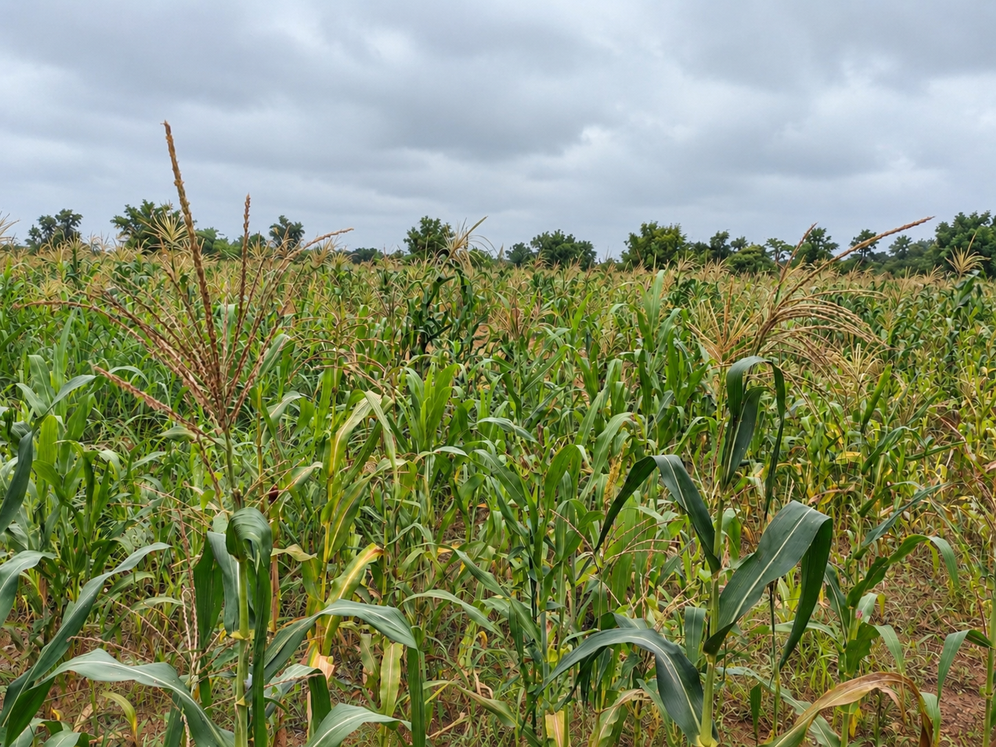 Campagne agricole : des pluies soulagent les producteurs au sud du Mali, l’inquiétude persiste au nord