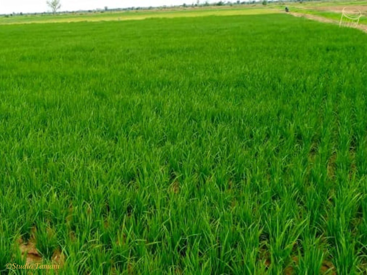 Quand le climat change, les paysans s’adaptent