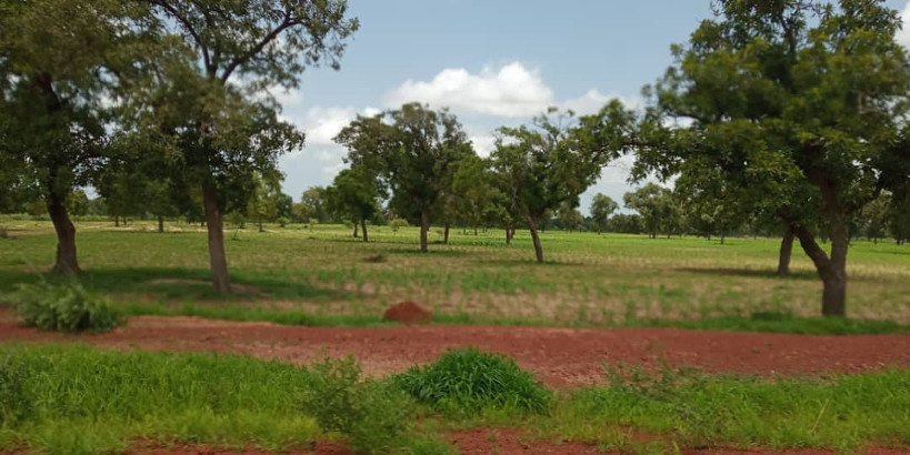 « Parlons de l’Environnement » : plus de 28.000 espèces d’arbres menacées d’extinction