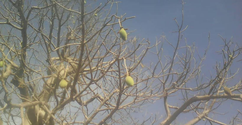 Kayes : la réglementation de la cueillette du « pain de singe » demandée par des associations féminines