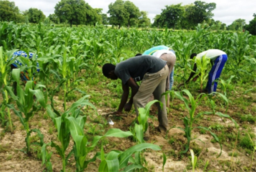 Banamba : des producteurs outillés sur la gestion des semences