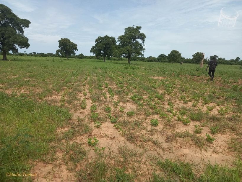 A San, les préparatifs de la campagne rizicole prochaine ont commencé