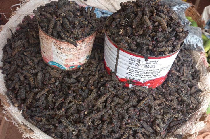 Chenilles ou « Chitoumou » : « aliment très prisé » à Sikasso pour ses « vertus thérapeutiques »